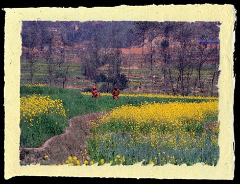 Bringing in the Harvest, Kavre-Palanchok, Nepal, 2001.